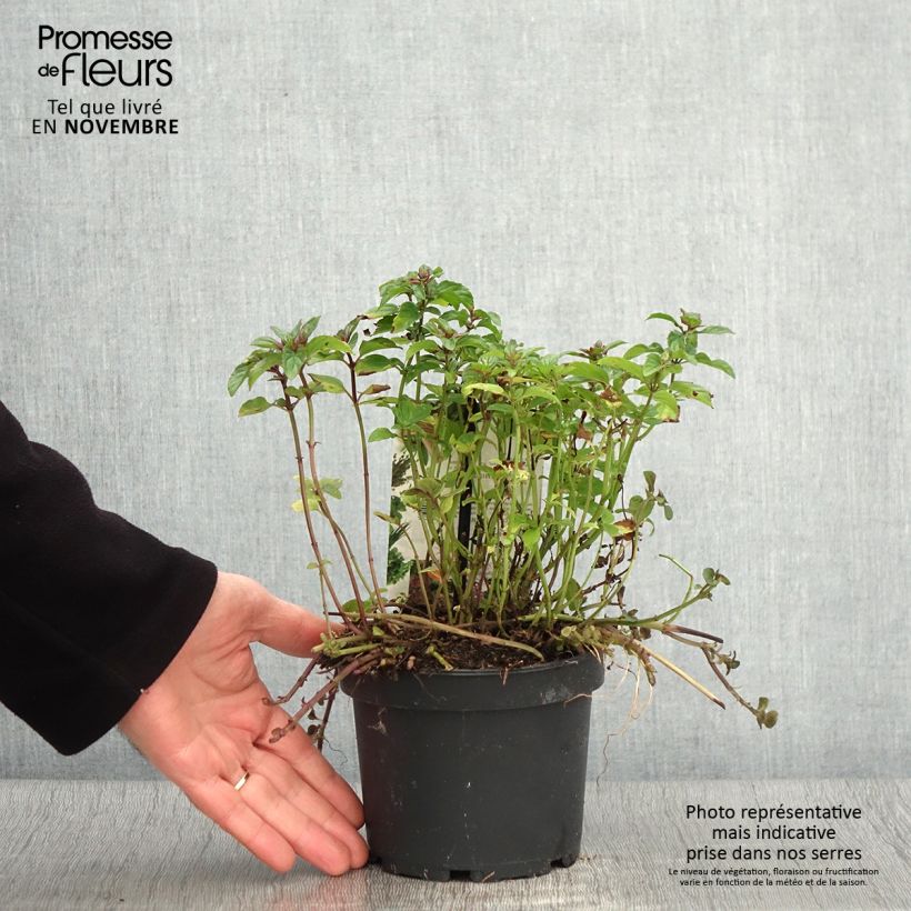 Exemplaar van Chocolademunt - Mentha piperita schocominze Pot van 1,5 l/2 l zoals geleverd in de herfst