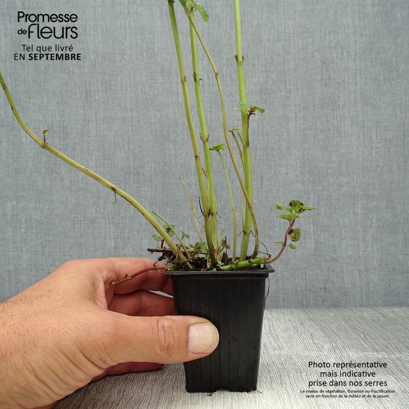 Exemplaar van Citroenmunt - Mentha piperita Kweekpotje van 8/9 cm zoals geleverd in de herfst