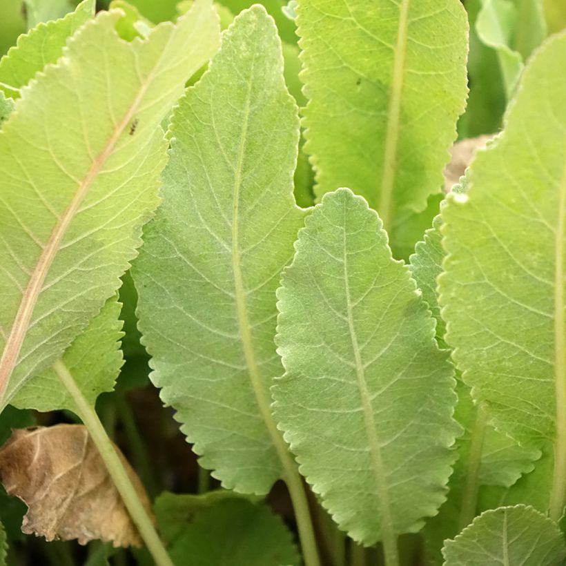 Balsemwormkruid - Tanacetum balsamita (Blad)