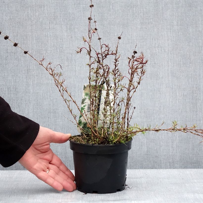 Exemplaar van Engelse Watermunt - Mentha cervina Pot van 1,5 l/2 l zoals geleverd in de winter