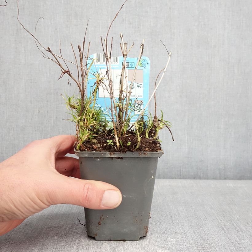 Example of Mentha cervina Alba - Engelse watermunt Kweekpotje van 8/9 cm as you get in hiver