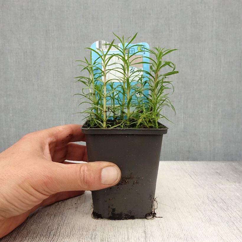 Exemplaar van Mentha cervina Alba - Engelse watermunt Kweekpotje van 8/9 cm zoals geleverd in de lente