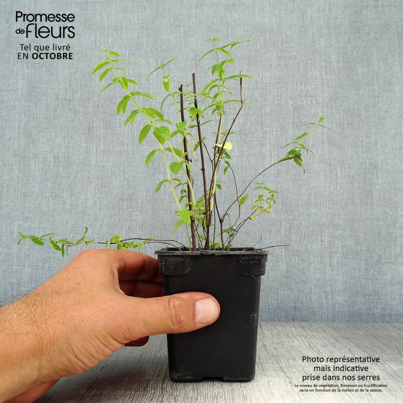 Exemplaar van Amerikaanse bergmunt - Pycnanthemum pilosum Kweekpotje van 8/9 cm zoals geleverd in de herfst