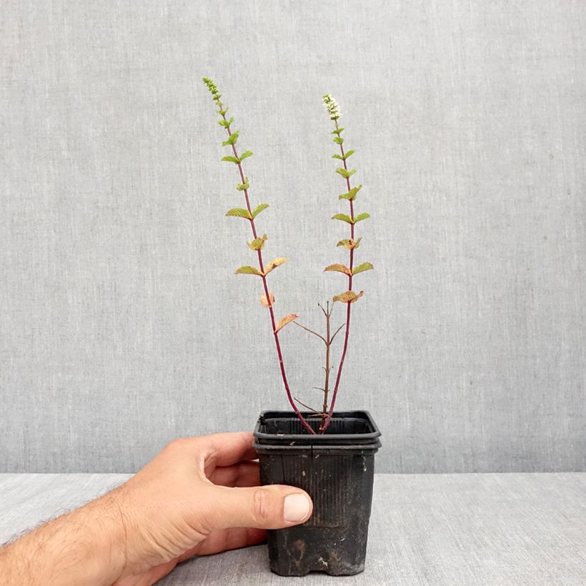 Exemplaar van Spaanse munt BIO - Mentha spicata Spanish  (jonge planten) Kweekpotje van 8/9 cm zoals geleverd in de herfst