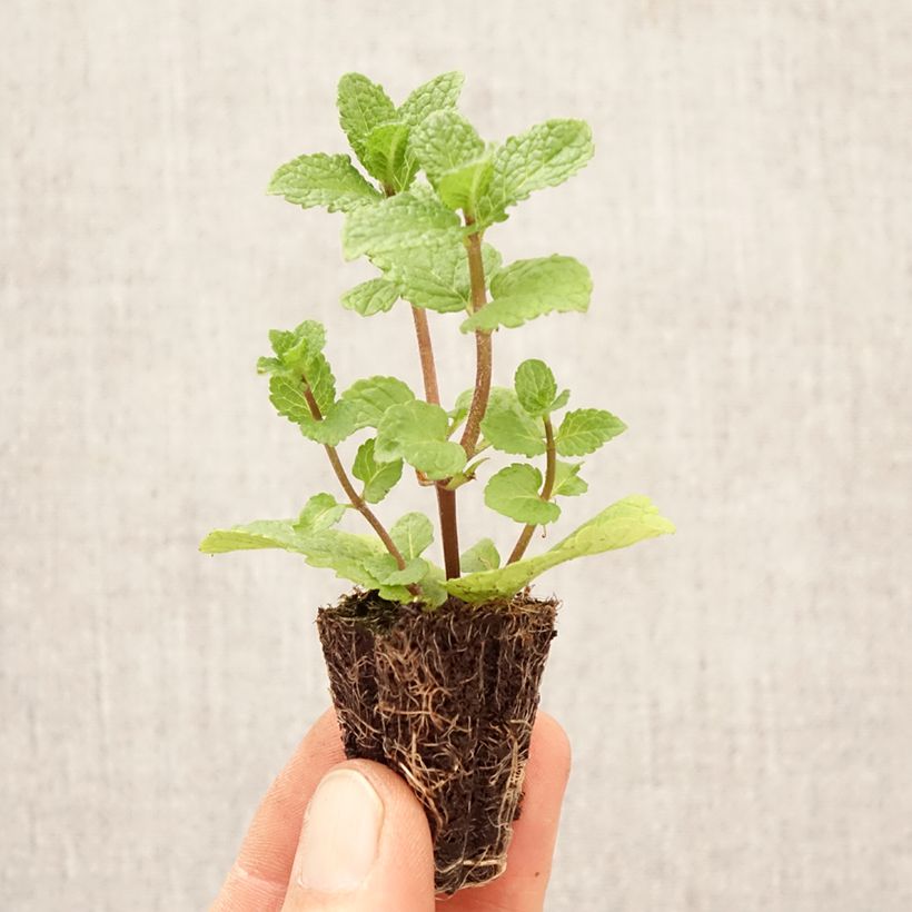 Exemplaar van Spaanse munt - Mentha spicata Spanish Mini-mot Ø 1,5/2,5 cm zoals geleverd in de lente