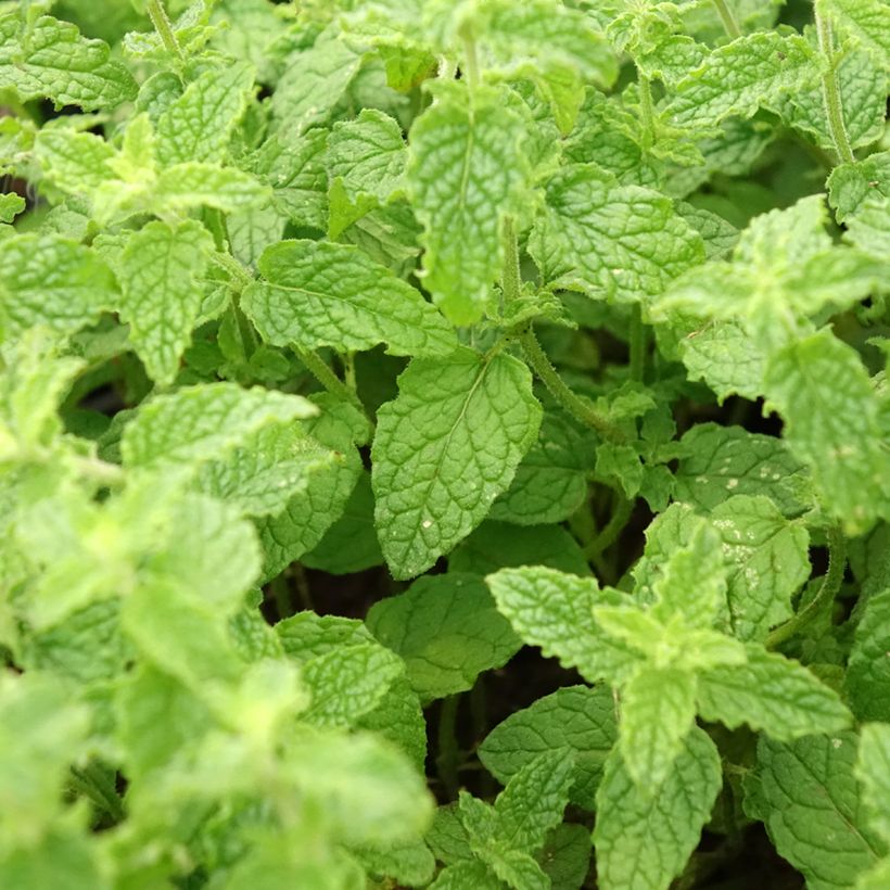 Aardbeienmunt - Mentha arvensis Strawberry (Blad)