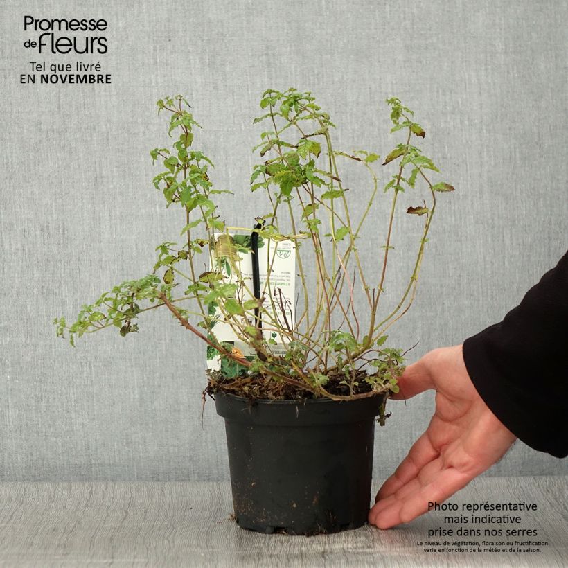 Exemplaar van Aardbeienmunt BIO - Mentha arvensis Strawberry Pot van 1,5 l/2 l zoals geleverd in de herfst