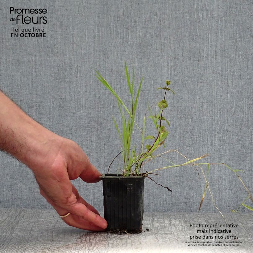 Exemplaar van Gembermunt BIO - Mentha gracilis Ginger Kweekpotje van 7/8 cm zoals geleverd in de herfst