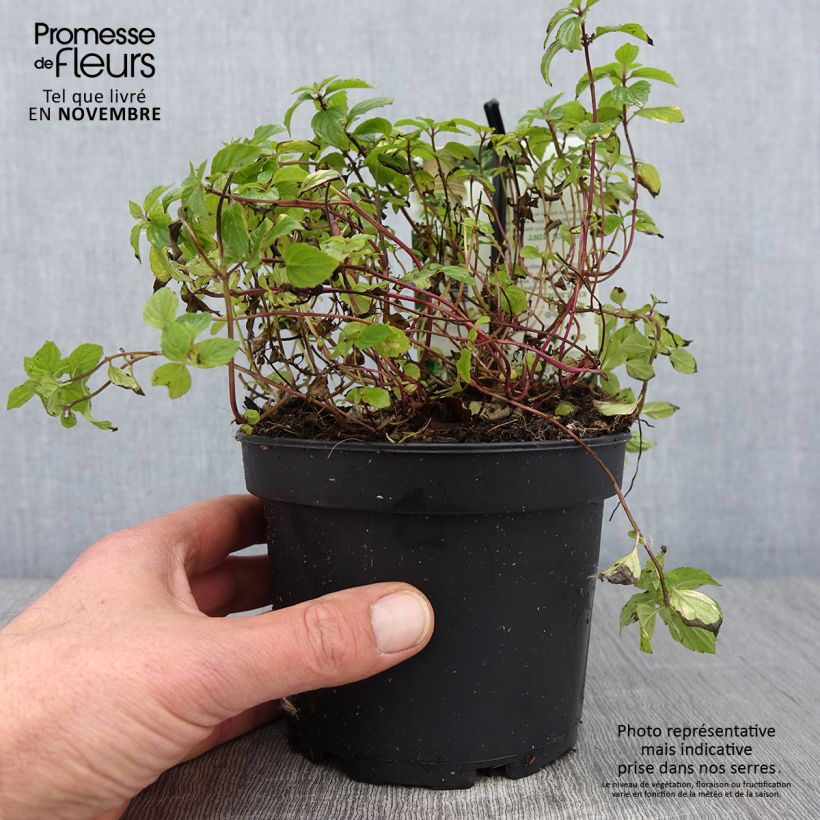 Exemplaar van Gembermunt - Mentha gracilis Ginger Pot van 1,5 l/2 l zoals geleverd in de herfst