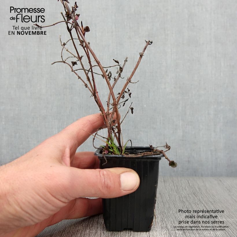 Exemplaar van Sinaasappelmunt - Mentha piperita Orange Kweekpotje van 8/9 cm zoals geleverd in de herfst