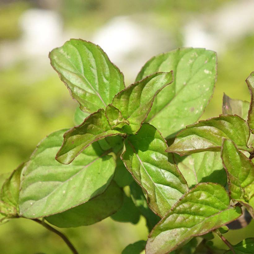 Sinaasappelmunt  BIO - Mentha piperita Orange (Blad)