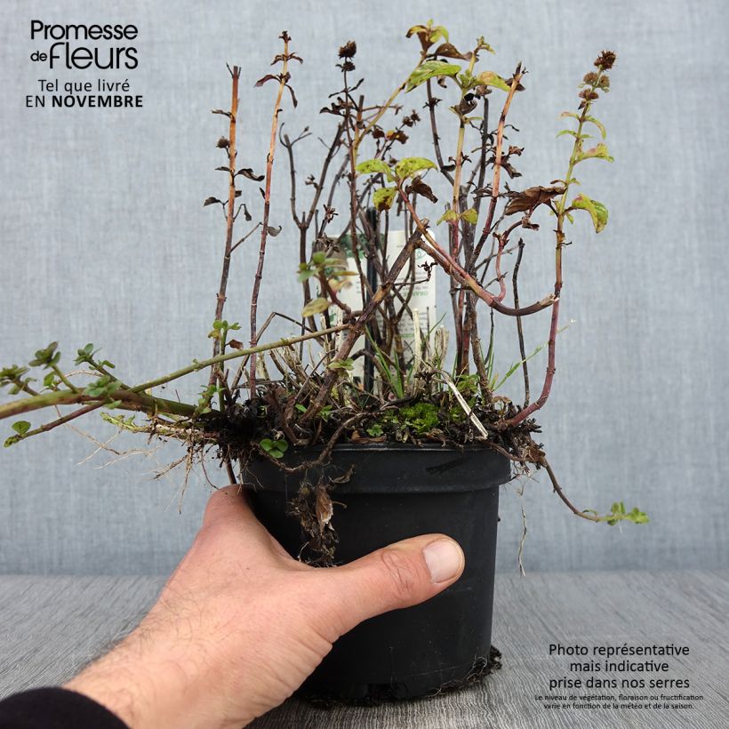 Exemplaar van Sinaasappelmunt - Mentha piperita Orange Pot van 1,5 l/2 l zoals geleverd in de herfst
