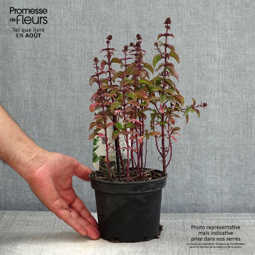 Exemplaar van Sinaasappelmunt - Mentha piperita Orange Pot van 1,5 l/2 l zoals geleverd in de zomer