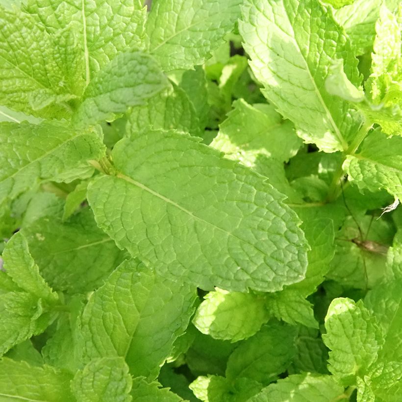 Marokkaanse munt BIO (jonge planten) (Blad)