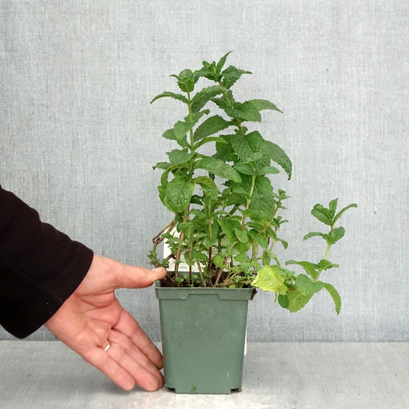 Exemplaar van Marokkaanse munt - Mentha spicata Nannah Pot van 1 l/1,5 l zoals geleverd in de lente