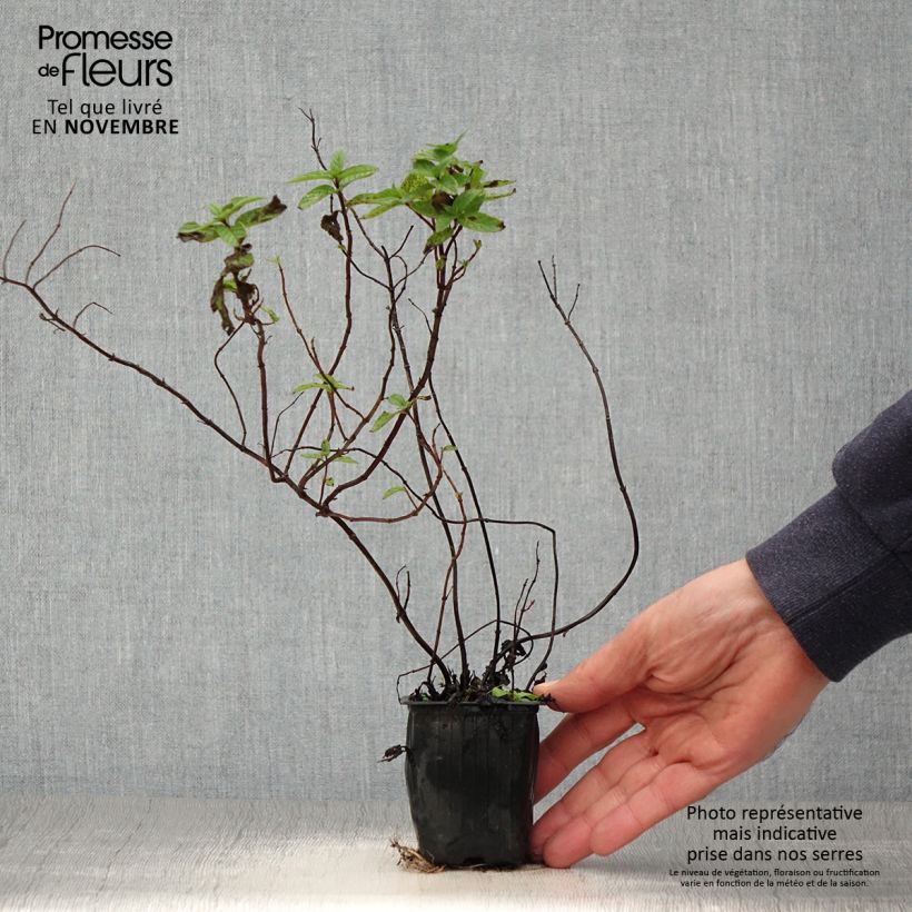 Exemplaar van Groene munt Wintergreen BIO - Mentha spicata Wintergreen Kweekpotje van 8/9 cm zoals geleverd in de herfst