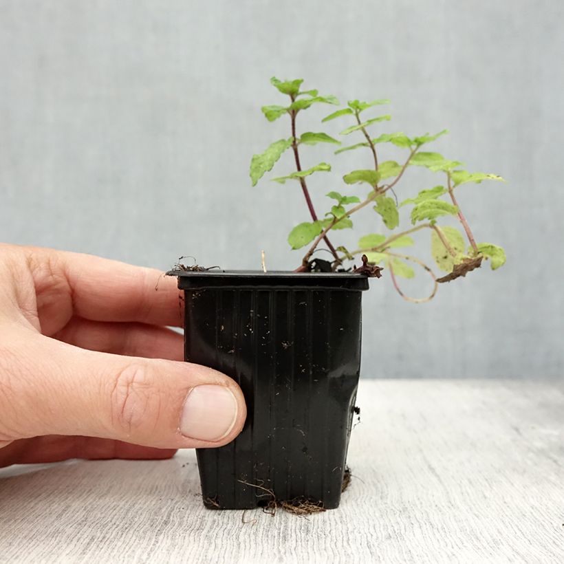 Exemplaar van Mojito munt BIO - Mentha spicata Mojito Kweekpotje van 7/8 cm zoals geleverd in de herfst
