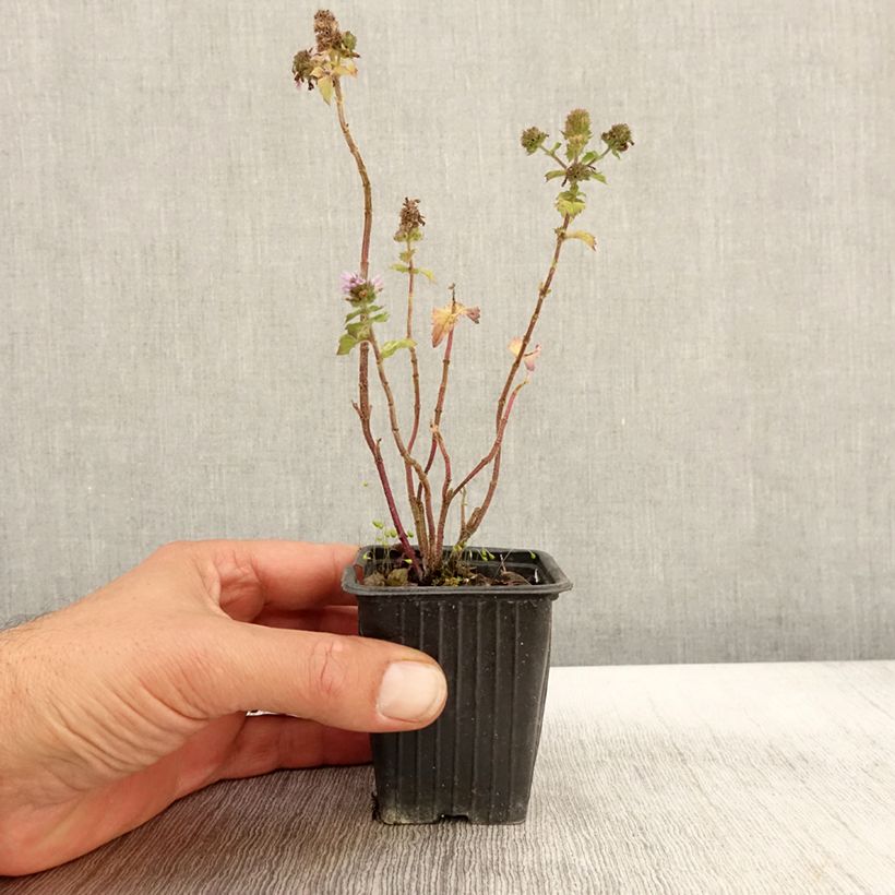 Exemplaar van Grapefruitmunt - Mentha piperita f. citrata Grapefruit Kweekpotje van 7/8 cm zoals geleverd in de herfst