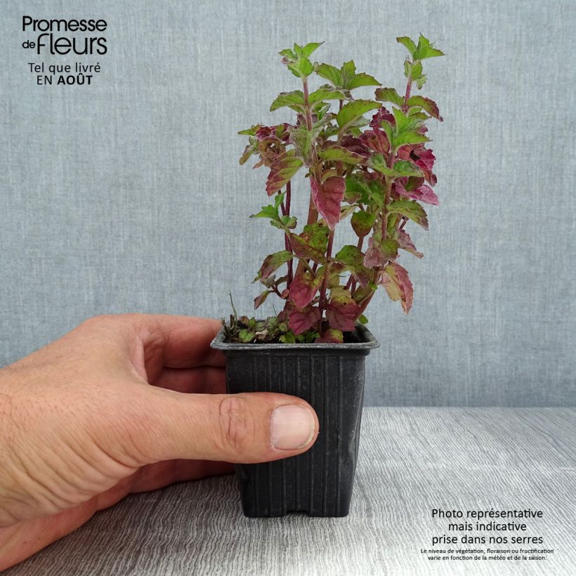 Exemplaar van Grapefruitmunt - Mentha piperita f. citrata Grapefruit Kweekpotje van 7/8 cm zoals geleverd in de zomer