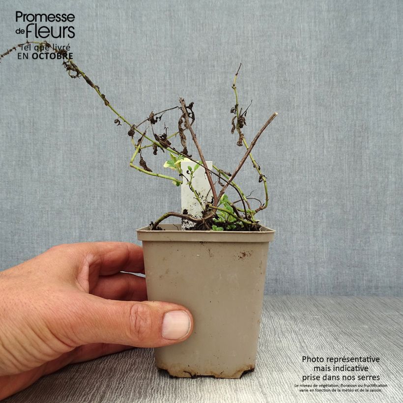 Exemplaar van Bonte appelmunt  - Mentha suaveolens Variegata Kweekpotje van 8/9 cm zoals geleverd in de herfst
