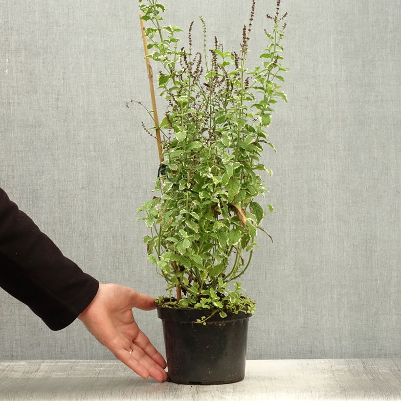 Exemplaar van Menthe panachée - Mentha suaveolens Variegata Pot de 2L/3L zoals geleverd in de herfst
