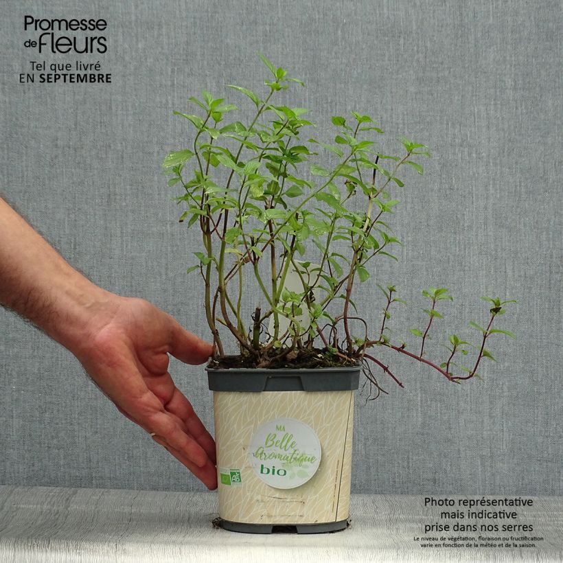 Exemplaar van Pepermunt BIO - Mentha piperita (jonge planten) Kweekpotje van 7/8 cm zoals geleverd in de herfst