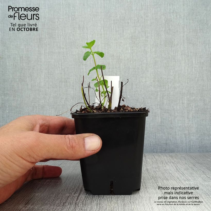 Exemplaar van Pepermunt - Mentha piperita Kweekpotje van 8/9 cm zoals geleverd in de herfst
