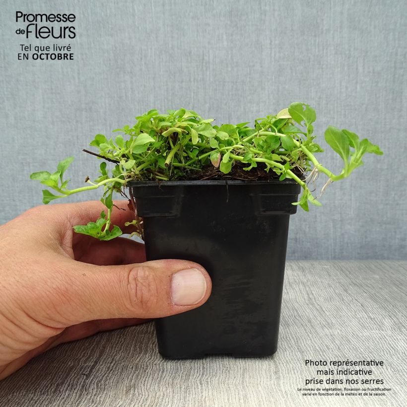 Exemplaar van Polei - Mentha pulegium Kweekpotje van 8/9 cm zoals geleverd in de herfst