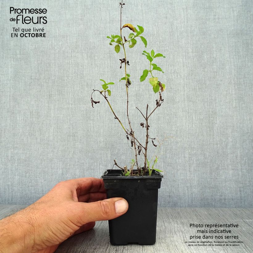 Exemplaar van Pepermunt Réglisse BIO - Mentha piperita Kweekpotje van 7/8 cm zoals geleverd in de herfst