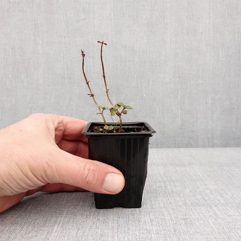 Exemplaar van Pepermunt Romana Rossa BIO - Mentha piperita Romana Rossa Kweekpotje van 8/9 cm zoals geleverd in de winter