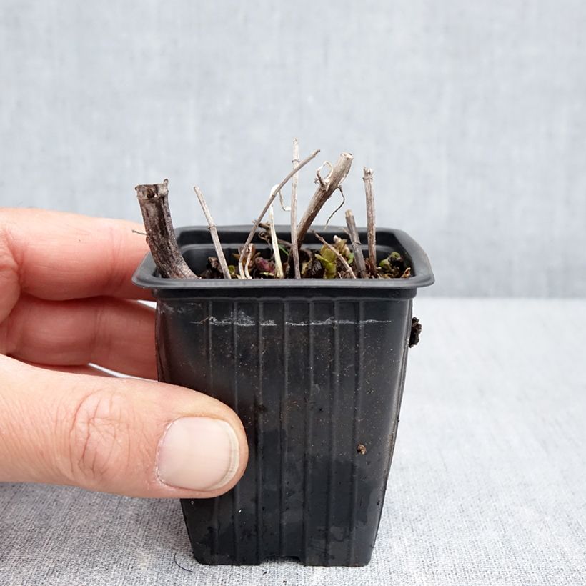 Exemplaar van Pepermunt Romana Rossa BIO - Mentha piperita Romana Rossa Kweekpotje van 8/9 cm zoals geleverd in de lente