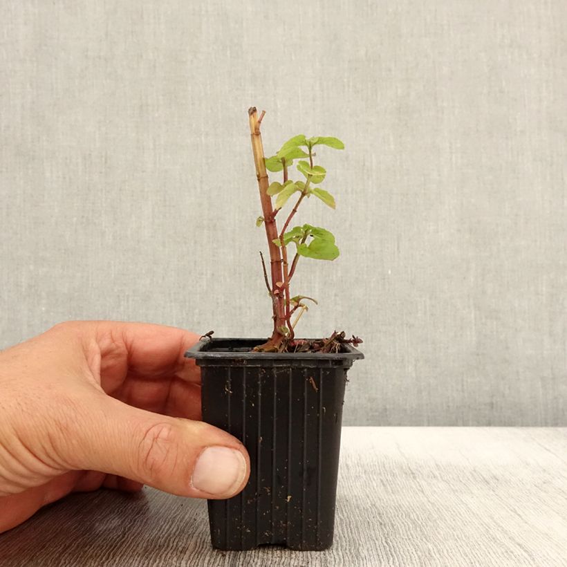 Exemplaar van Wollige munt BIO - Mentha rotundifolia Kweekpotje van 8/9 cm zoals geleverd in de herfst
