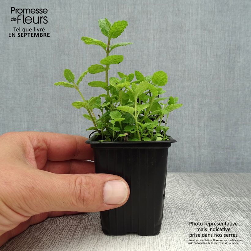 Exemplaar van Witte munt BIO - Mentha suaveolens Kweekpotje van 8/9 cm zoals geleverd in de zomer
