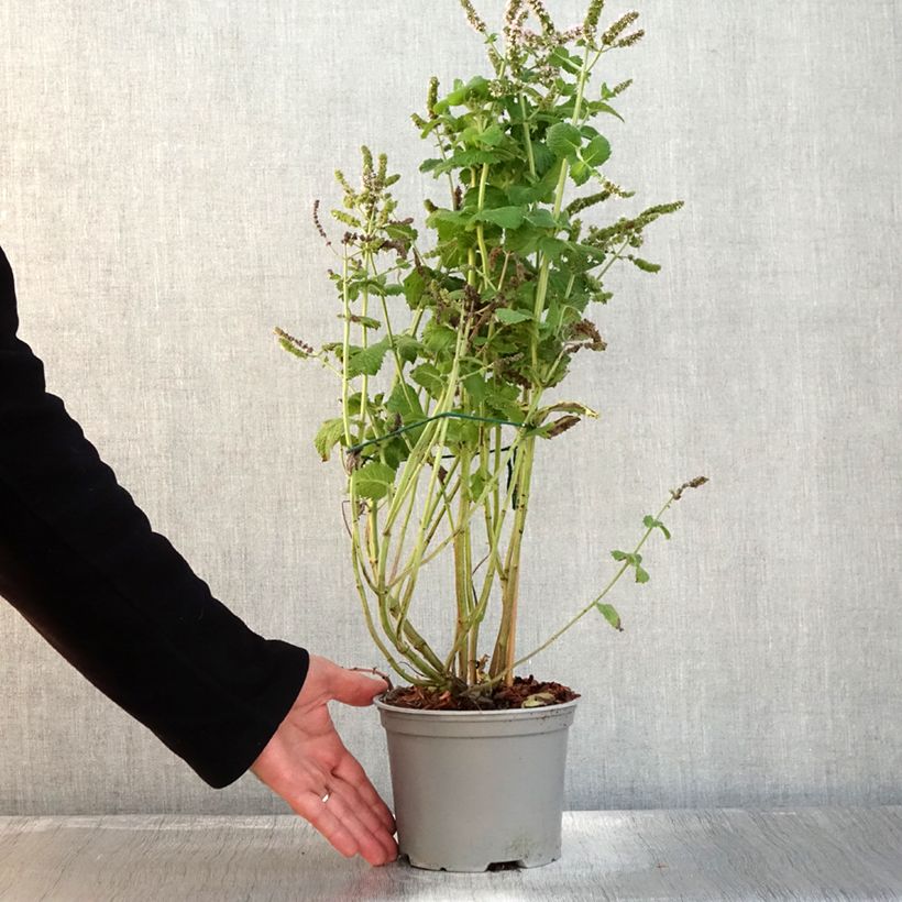 Exemplaar van Witte munt BIO - Mentha suaveolens Pot van 2 l/3 l zoals geleverd in de herfst