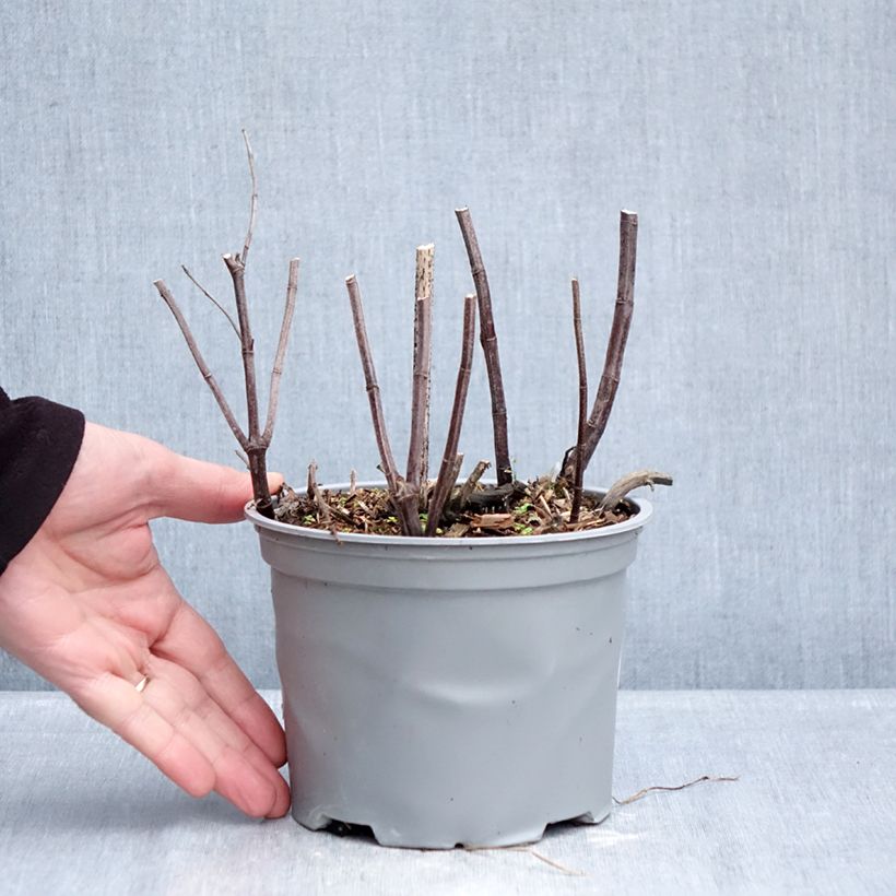 Exemplaar van Witte munt BIO - Mentha suaveolens Pot van 2 l/3 l zoals geleverd in de winter