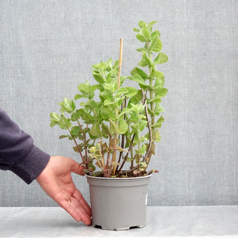 Exemplaar van Witte munt BIO - Mentha suaveolens Pot van 2 l/3 l zoals geleverd in de lente