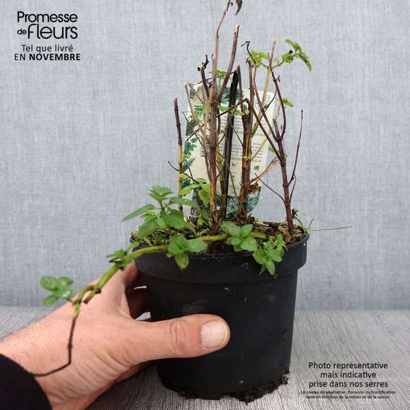 Exemplaar van Zwitserse munt - Mentha piperita Swiss Pot van 1,5 l/2 l zoals geleverd in de herfst