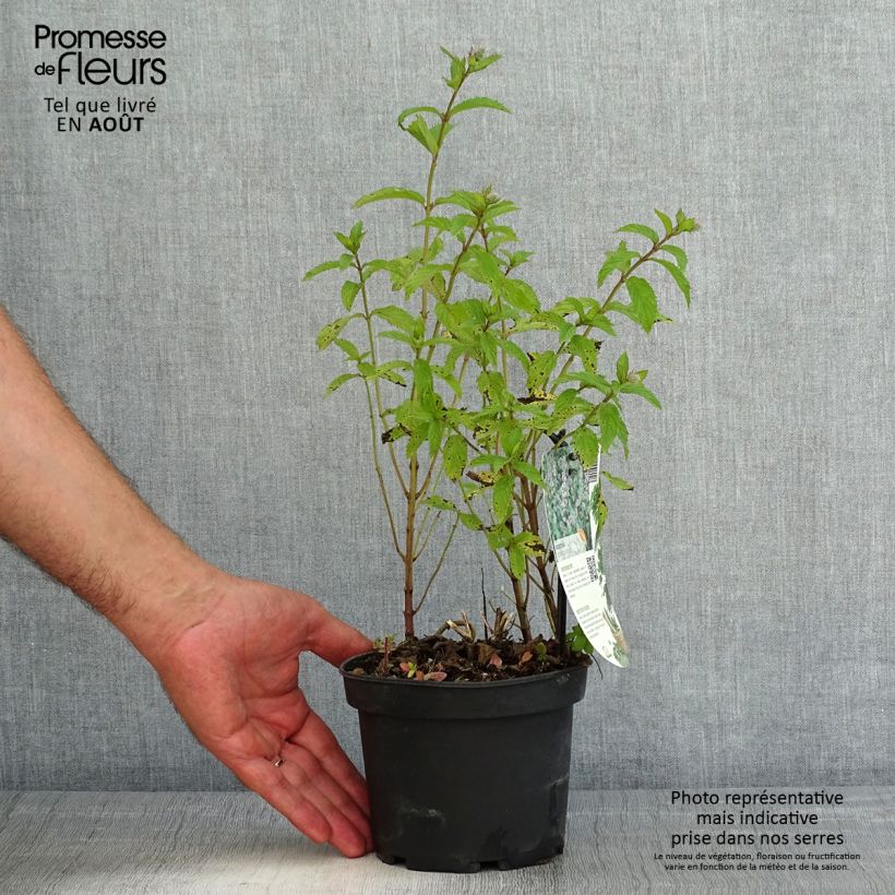 Exemplaar van Zwitserse munt - Mentha piperita Swiss Pot van 1,5 l/2 l zoals geleverd in de zomer