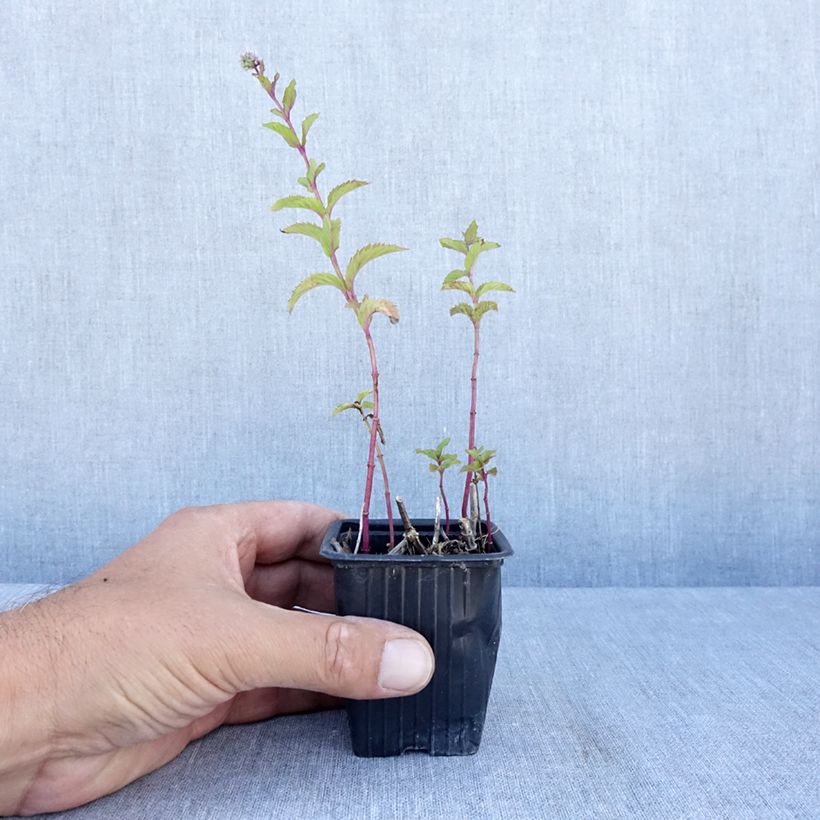 Exemplaar van Appelmunt - Mentha Suriso BIO Kweekpotje van 8/9 cm zoals geleverd in de zomer