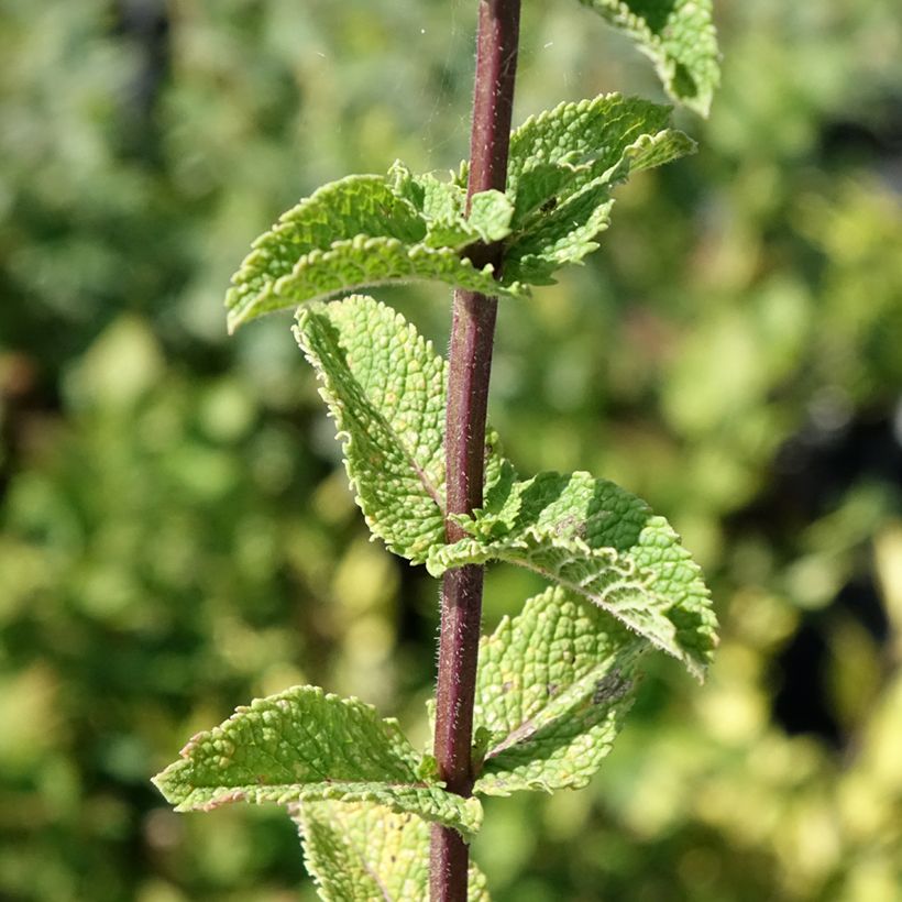 Tashkent munt BIO - Mentha spicata Tashkent (Blad)
