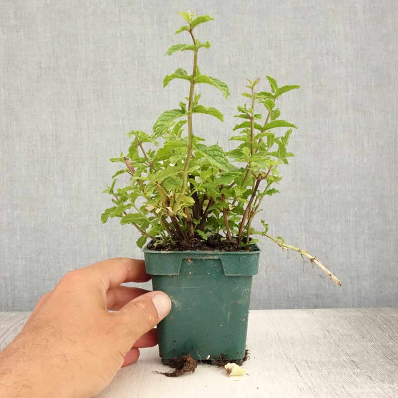 Exemplaar van Aarmunt Hollywood - Mentha spicata Pot van 10 cm/11 cm zoals geleverd in de zomer