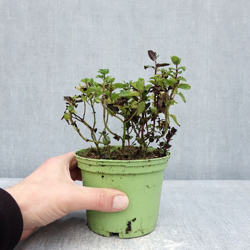 Exemplaar van Groene munt BIO (jonge planten) - Mentha spicata Pot van 10 cm/11 cm zoals geleverd in de winter