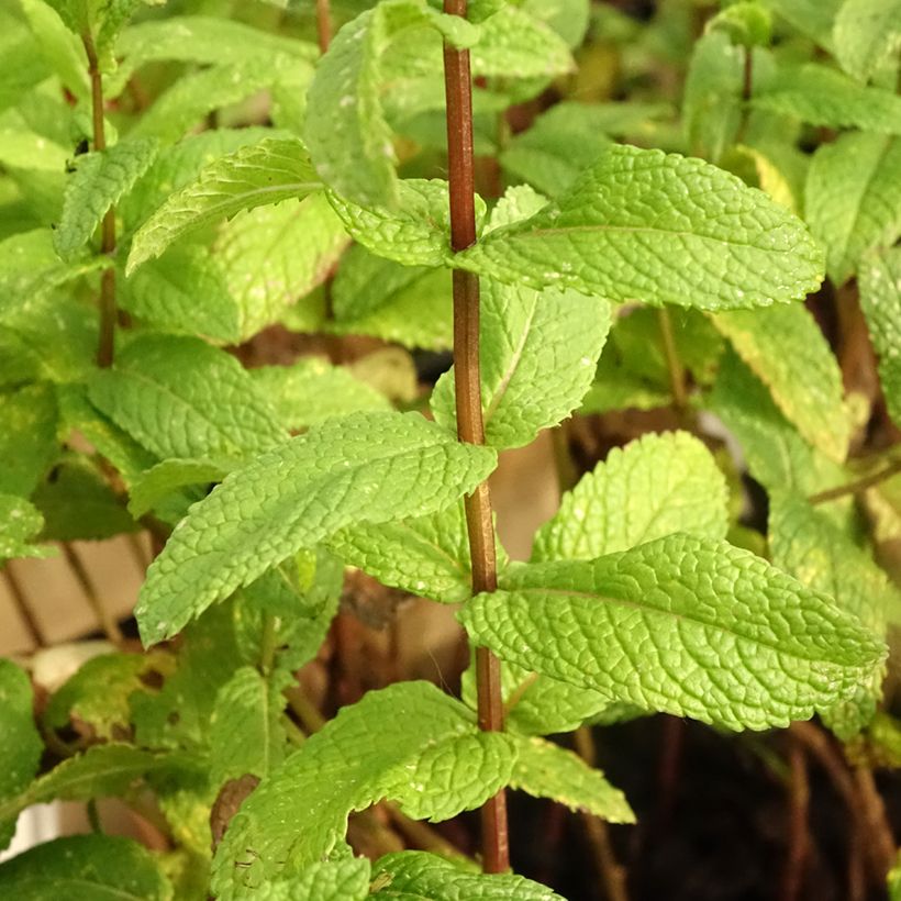Groene munt BIO (jonge planten) - Mentha spicata (Blad)