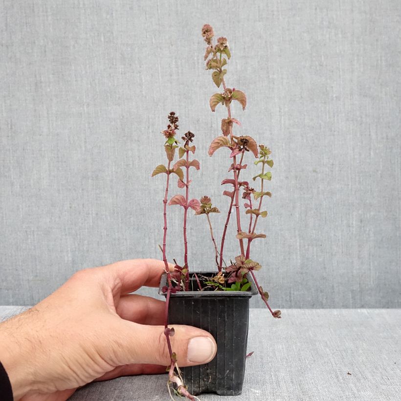 Exemplaar van Rode munt BIO - Mentha smithiana Rubra Kweekpotje van 8/9 cm zoals geleverd in de herfst