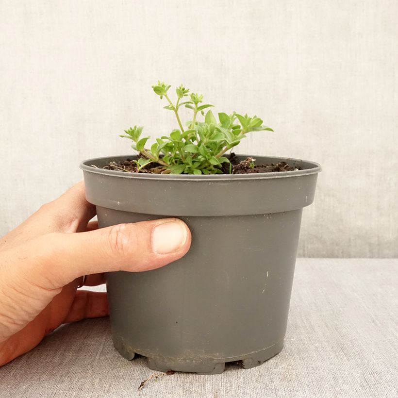 Exemplaar van Oesterblad - Mertensia maritima Pot van 1 l/1,5 l zoals geleverd in de zomer