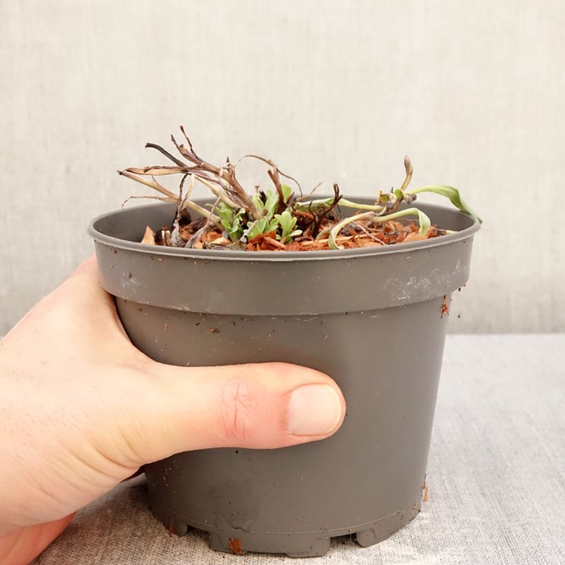 Exemplaar van Oesterblad - Mertensia maritima Pot van 1 l/1,5 l zoals geleverd in de winter