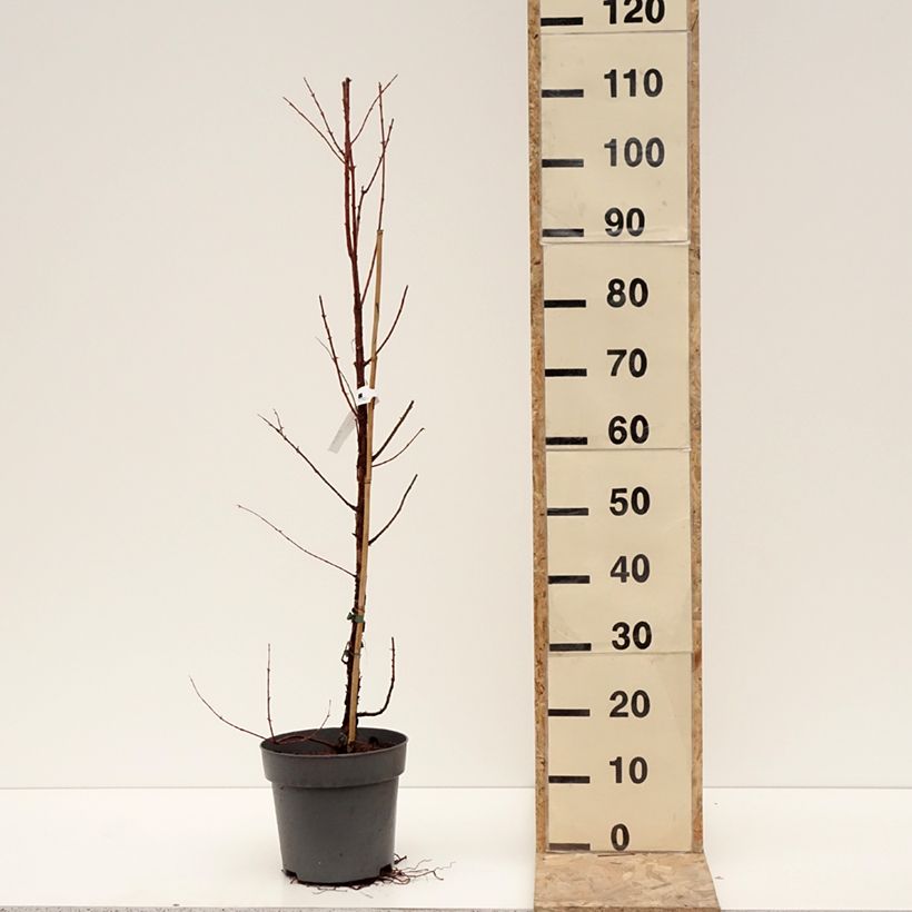 Example of Metasequoia glyptostroboides Amber Glow - Watercipres Pot van 4 l/5 l as you get in hiver