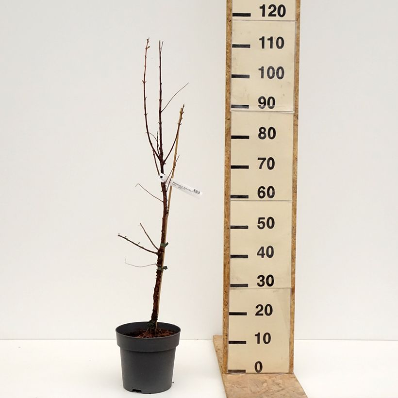 Exemplaar van Metasequoia glyptostroboides Amber Glow - Watercipres Pot van 4 l/5 l zoals geleverd in de lente