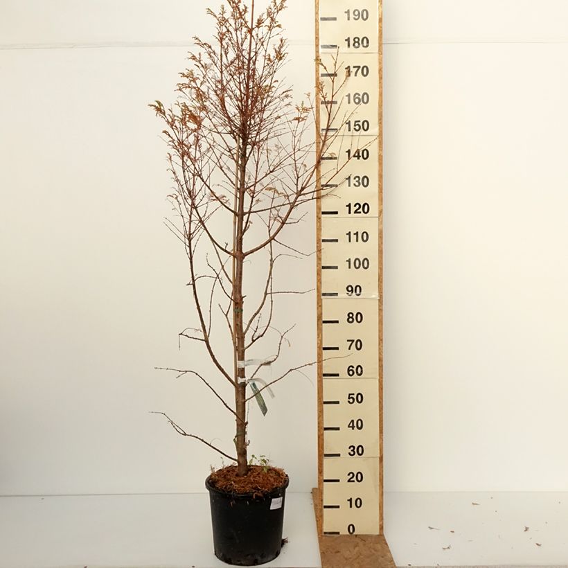 Exemplaar van Metasequoia glyptostroboides Chubby - Watercipres Pot van 12 l/15 l zoals geleverd in de herfst