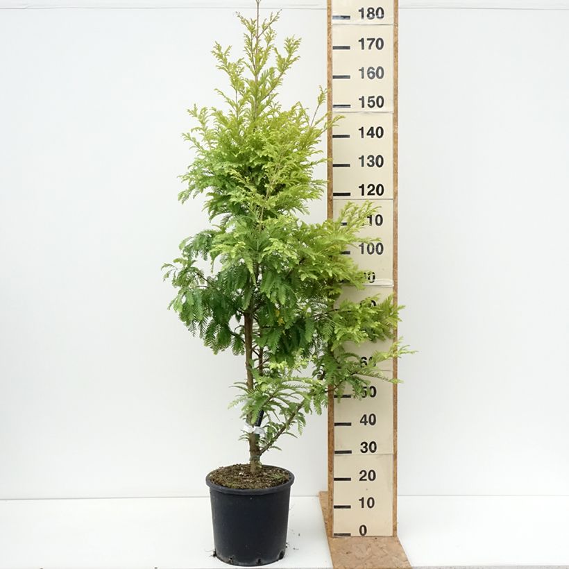 Exemplaar van Metasequoia glyptostroboides Chubby - Watercipres Pot van 12 l/15 l zoals geleverd in de zomer